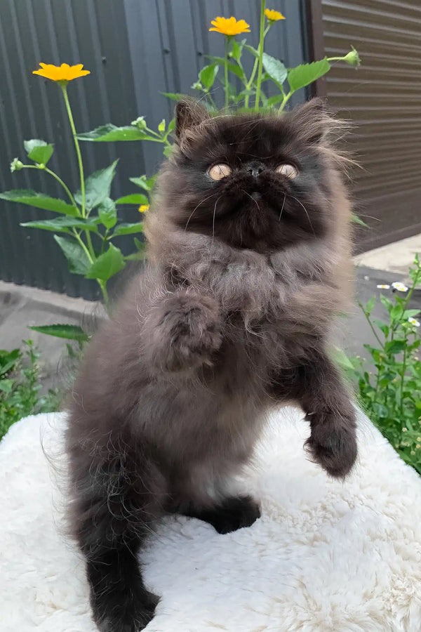 Liberty | persian kitten