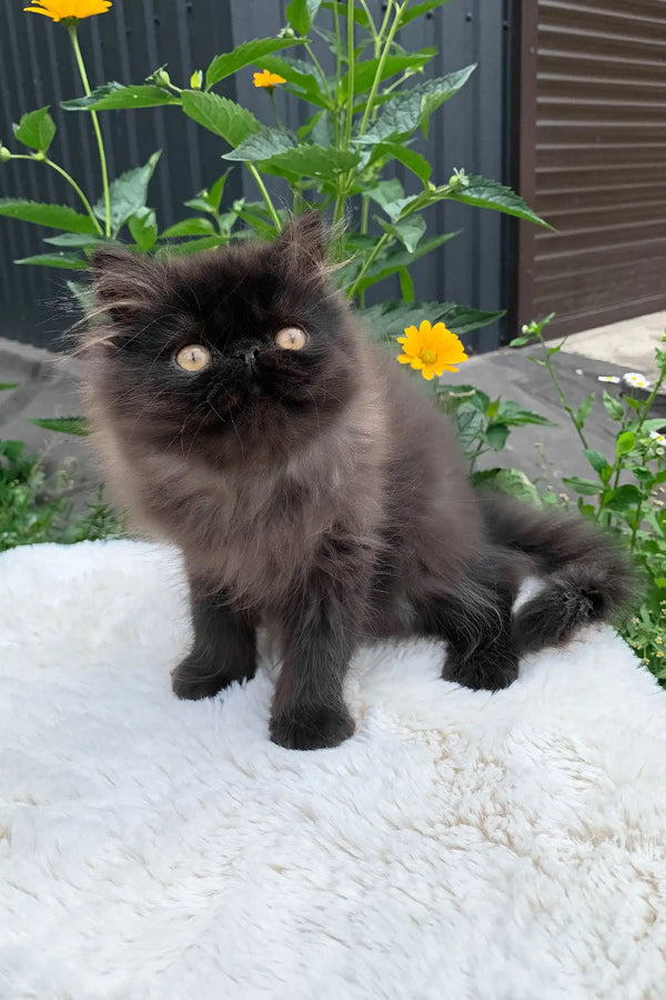 Liberty | persian kitten