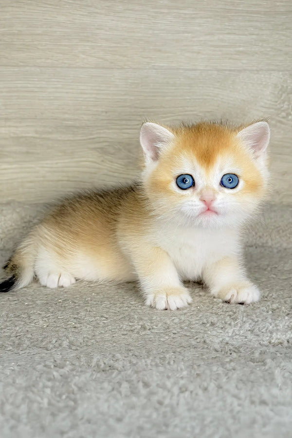 Lider | british shorthair kitten