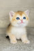 Lider | british shorthair kitten