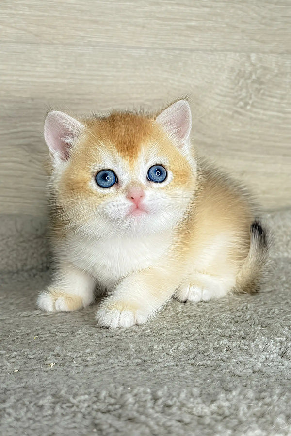 Lider | british shorthair kitten