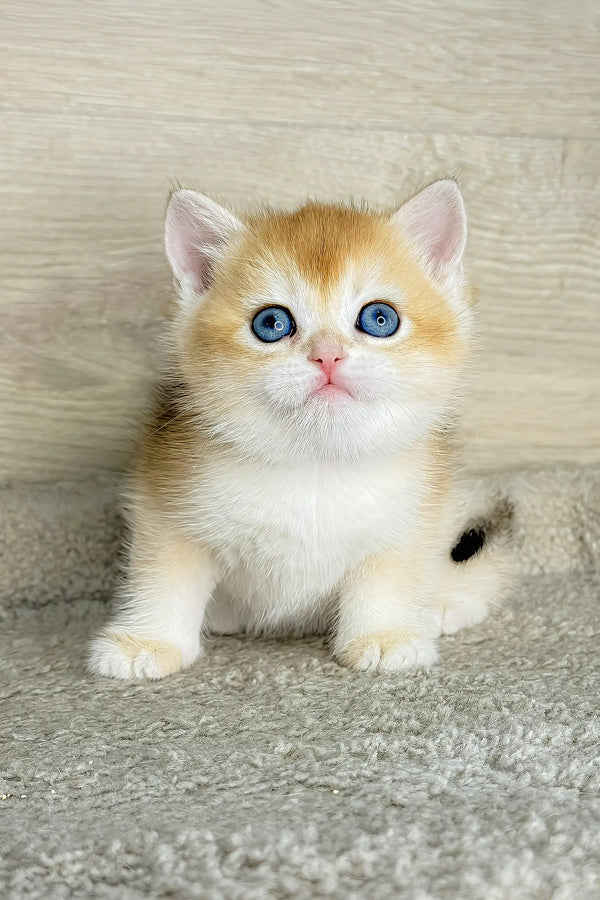 Lider | british shorthair kitten