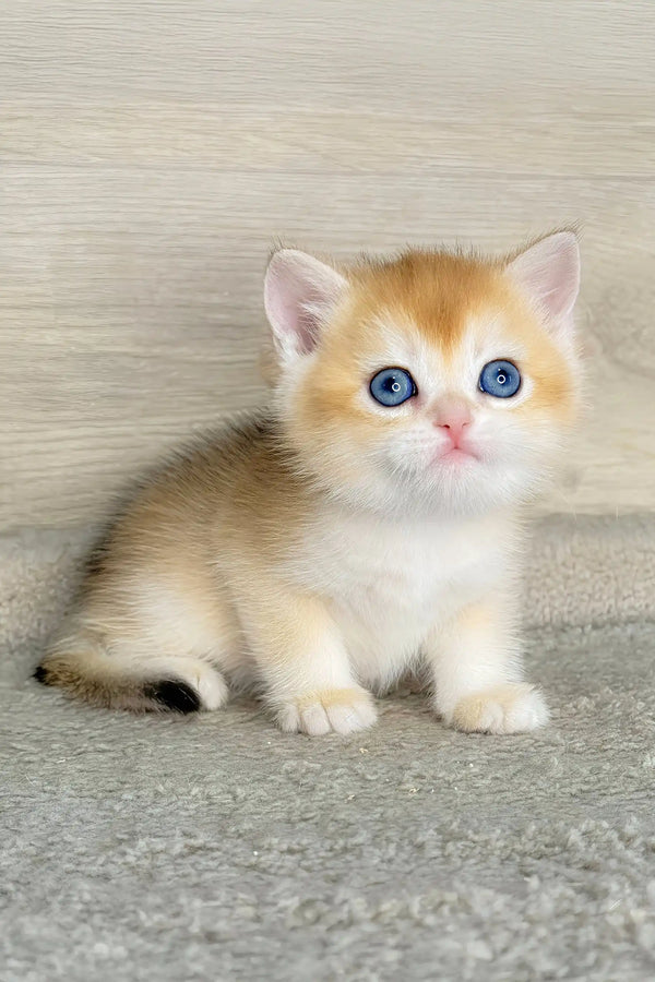 Lider | british shorthair kitten