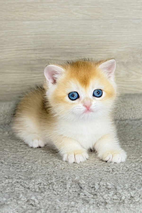 Lider | british shorthair kitten