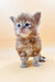 Adorable Maine Coon kitten named Lien with fluffy fur and bright blue eyes