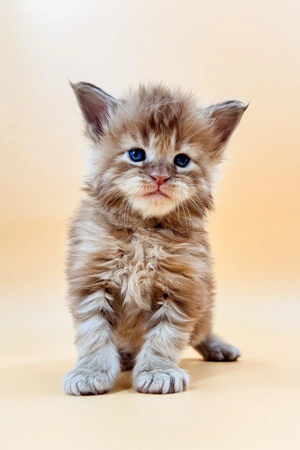 Adorable fluffy Maine Coon kitten with bright blue eyes and tiny pink tongue peeking out