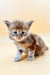 Fluffy Maine Coon kitten with bright blue eyes and cute tabby markings