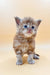 Adorable Maine Coon kitten with fluffy tabby fur and bright blue eyes