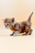 Fluffy brown Maine Coon kitten with blue eyes standing on a surface