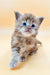 Fluffy Maine Coon kitten with bright blue eyes looking adorable and playful