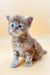 Fluffy gray Maine Coon kitten with bright blue eyes sitting upright