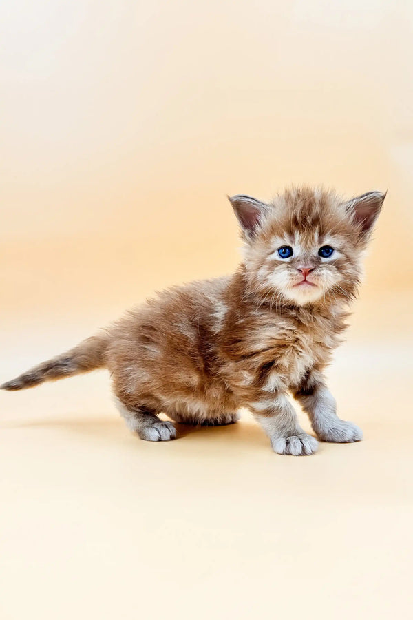 Fluffy Maine Coon kitten sitting cutely on a plain surface looking for playtime