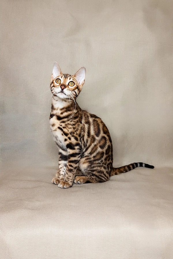 Adorable Bengal kitten Lika sitting upright with an alert expression