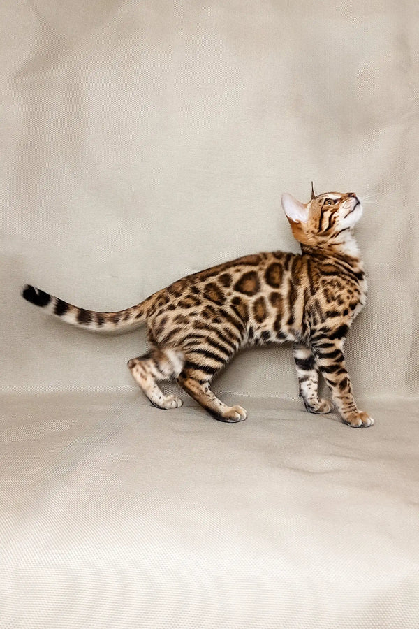 Adorable Bengal kitten stretching upward with its unique spotted coat