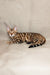 Adorable Bengal kitten Lika lying on its side with a unique spotted and striped coat