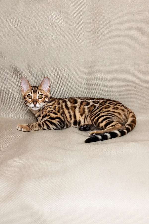 Adorable Bengal kitten Lika lying on its side with a unique spotted and striped coat
