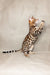 Adorable Bengal kitten standing on hind legs with paws raised in Lika product