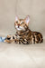 Adorable Bengal kitten with a spotted coat and alert expression in Lika product