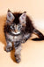 Fluffy Maine Coon kitten with ear tufts and bushy tail, perfect for Coon kitten lovers