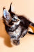 Fluffy Maine Coon kitten with bright blue eyes and tufted ears, named Lika