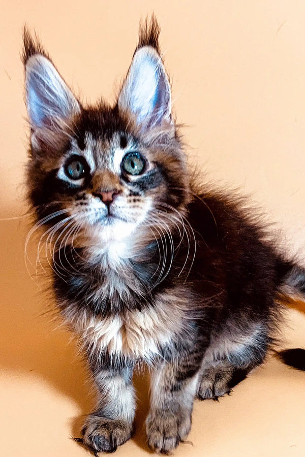 Fluffy Maine Coon kitten with blue eyes and tufted ears in Lika product