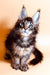 Fluffy Maine Coon kitten with ear tufts and bright eyes ready for a new home