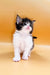 Adorable Maine Coon kitten with fluffy black and white fur and a pink nose