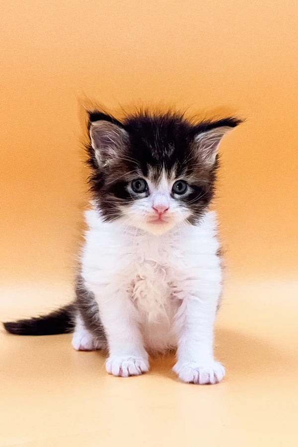 Adorable Maine Coon kitten with fluffy black and white fur and big eyes