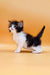 Adorable Maine Coon kitten standing tall with its tail up, ready for some fun