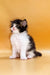 Fluffy black and white Maine Coon kitten sitting upright, looking adorable and playful