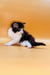 Fluffy black and white Maine Coon kitten sitting cutely on a plain surface