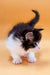 Fluffy black and white Maine Coon kitten with an upright tail, super cute and playful