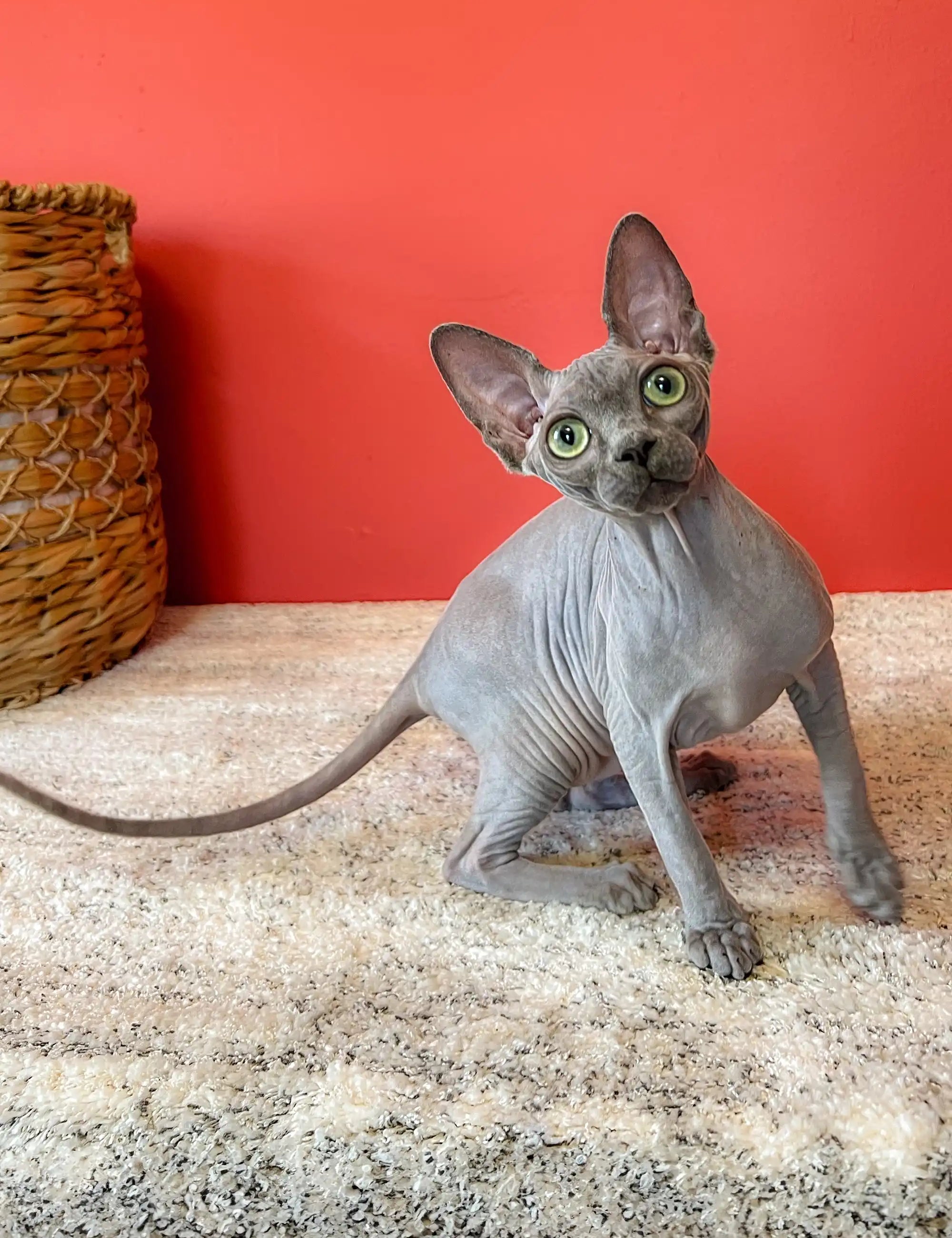 Hairless Sphynx Cats for Sale Lila | Canadian Kitten