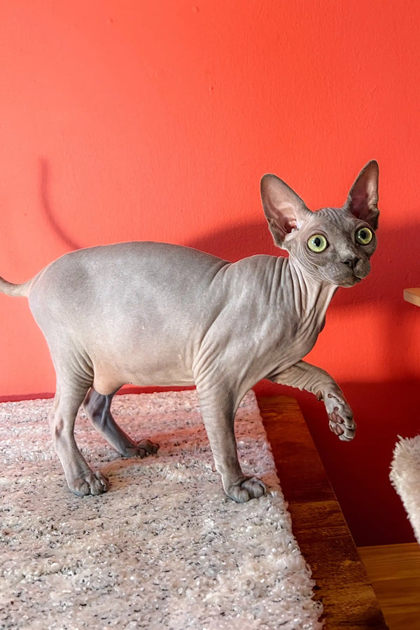 Adorable Hairless Sphynx Kitten with big ears and green eyes - Lila, the Canadian Sphynx
