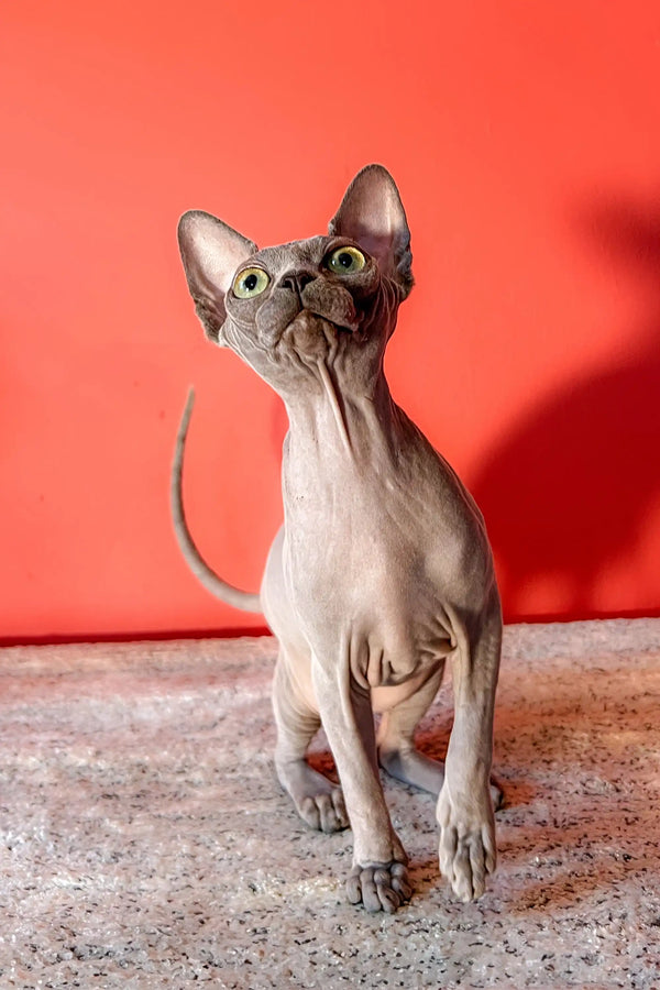Cute Hairless Sphynx kitten with big ears and wrinkled skin, perfect Canadian Sphynx pet