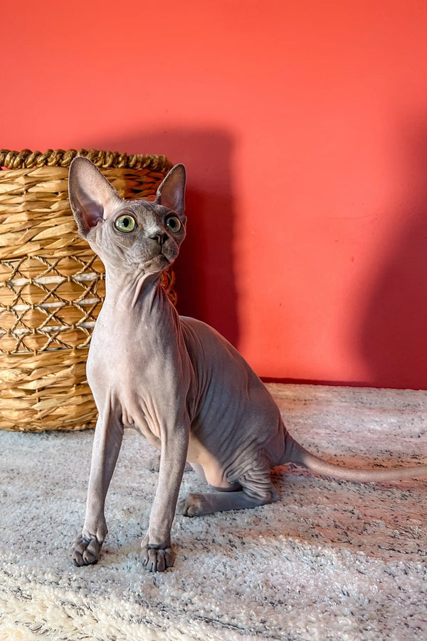 Cute Hairless Sphynx cat sitting upright, showcasing a Canadian Sphynx Kitten’s charm