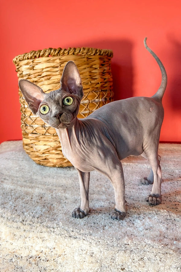 Cute Hairless Sphynx Kitten Lila with big ears and wrinkled skin, a perfect Canadian Sphynx