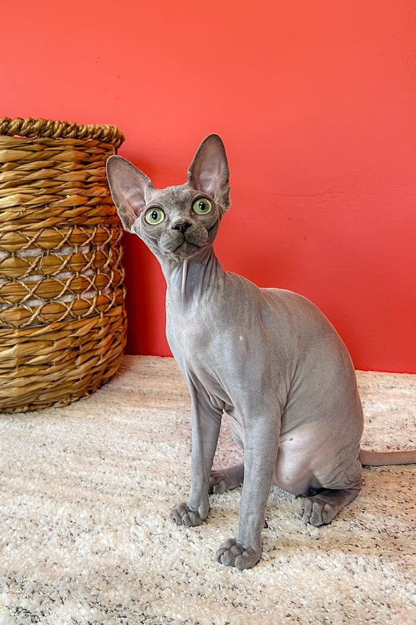Hairless Sphynx kitten with big ears sitting by a woven basket, perfect Canadian Sphynx