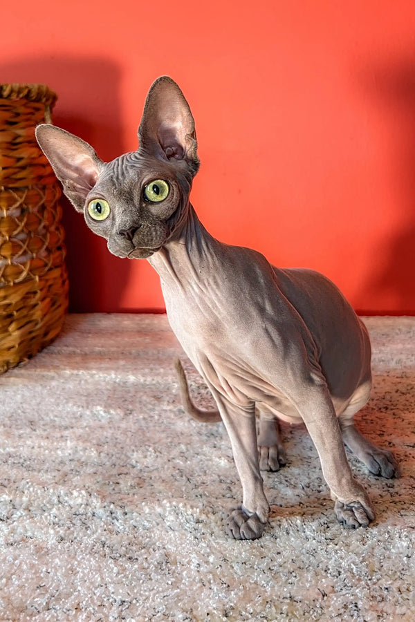 Hairless Canadian Sphynx kitten Lila with large ears and striking green eyes