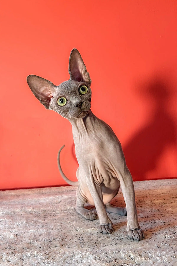 Hairless Canadian Sphynx kitten Lila with big ears and bright green eyes