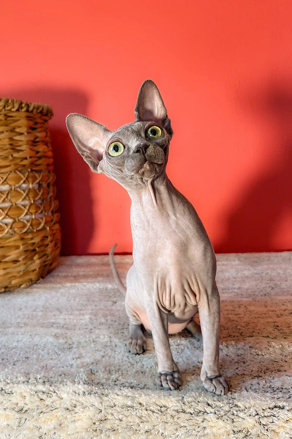 Cute Hairless Sphynx cat with big ears, showcasing the adorable Canadian Sphynx Kitten