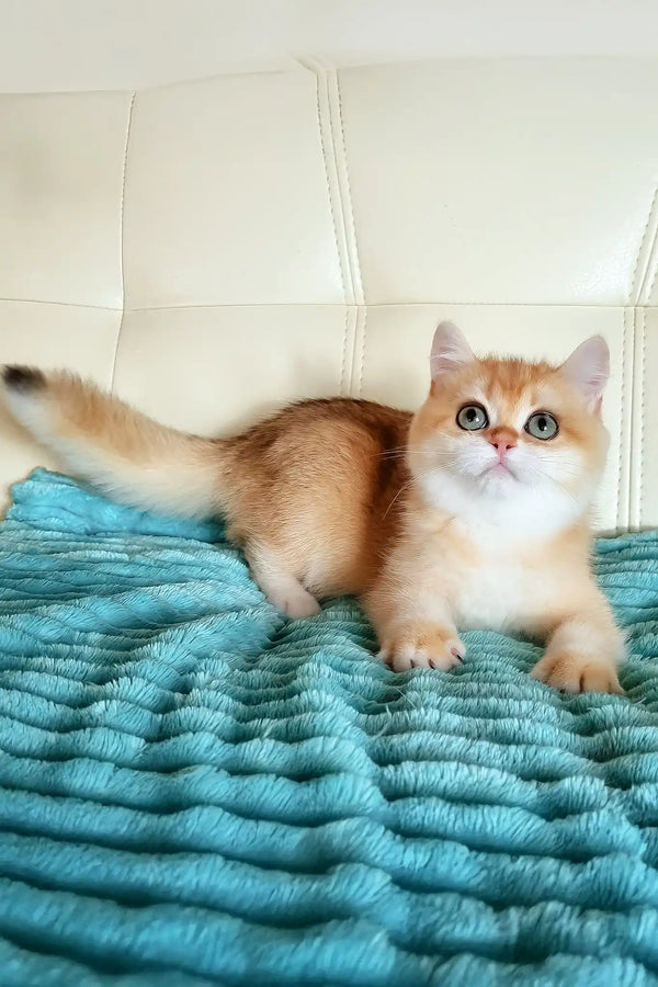 Lili | british shorthair kitten