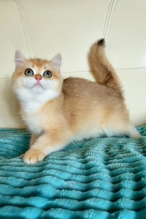 Lili | british shorthair kitten