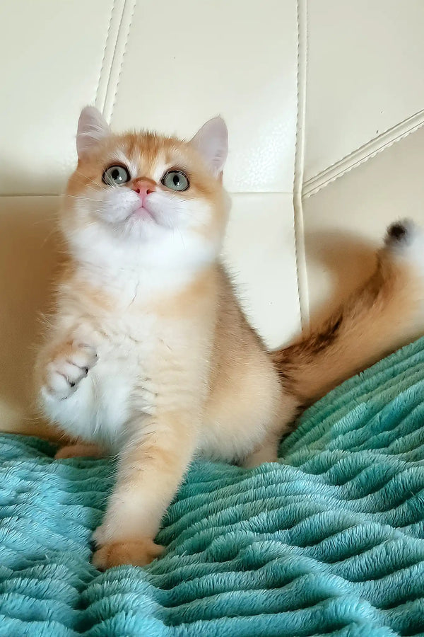 Lili | british shorthair kitten