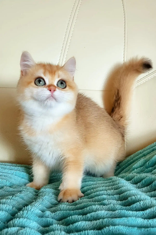 Lili | british shorthair kitten