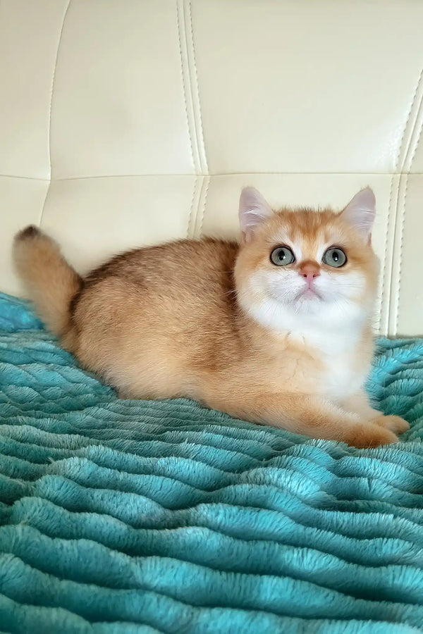 Lili | british shorthair kitten