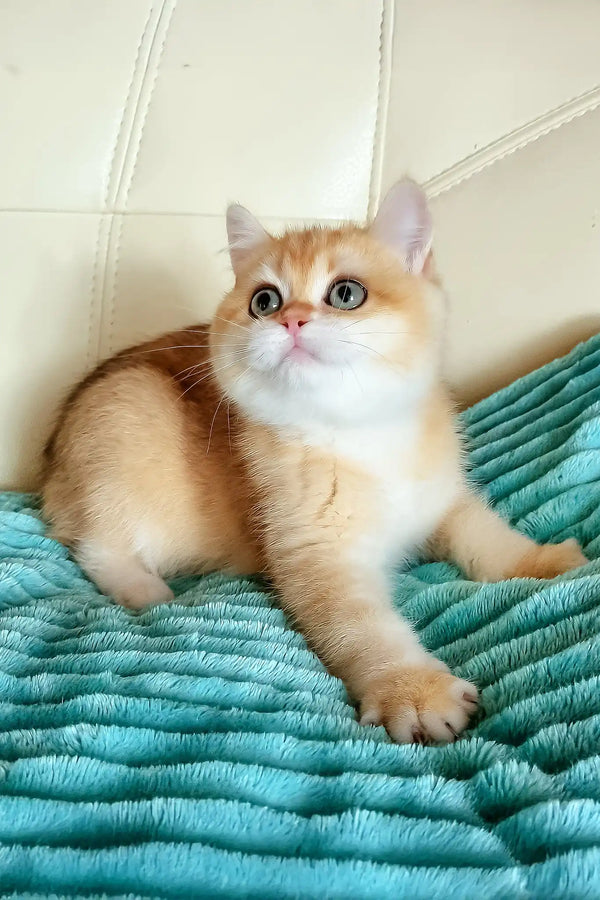 Lili | british shorthair kitten