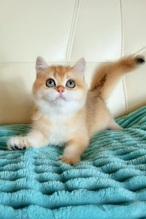 Lili | british shorthair kitten