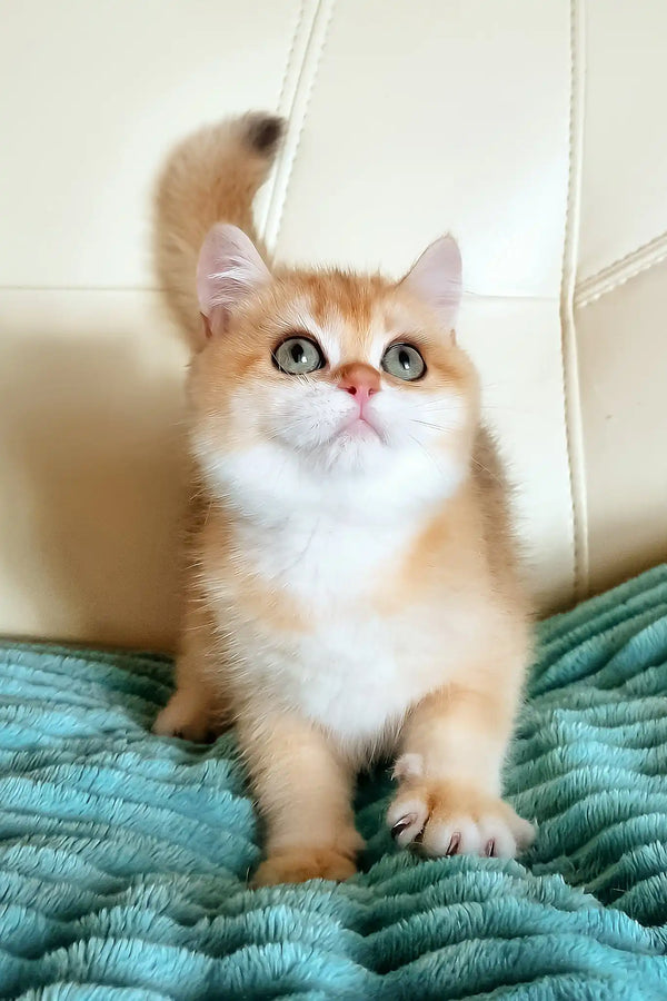 Lili | british shorthair kitten