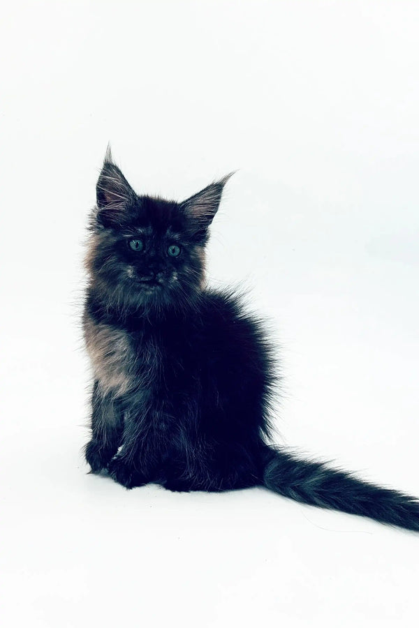 Black fluffy Maine Coon kitten with pointed ears, meet Lilia sitting upright